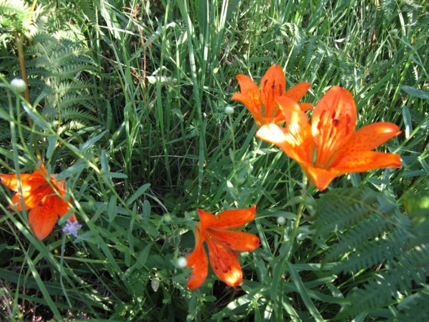 di nuovo sui gigli rossi....Lilium bulbiferum